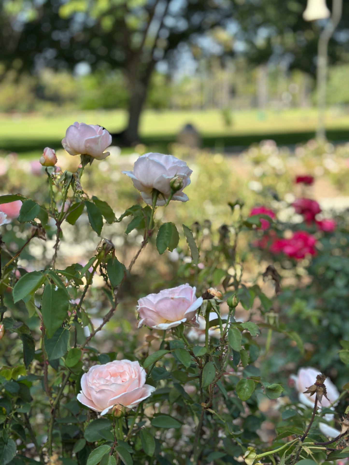 📸 Book us for a Mini Photo Session