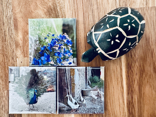 Set of 6 photo magnets